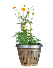 Beautiful Orange Cosmos Flower In Pot Isolated On White Background With Clipping Path.