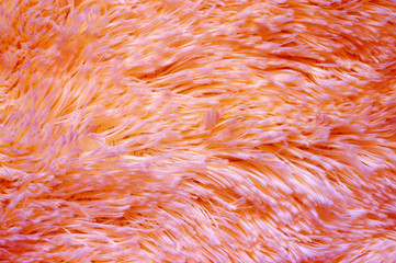 Wall Mural - Coral colored fluffy fake fur texture