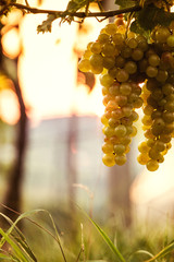 beautiful wine garden with grape and vine in a wonderful sunset