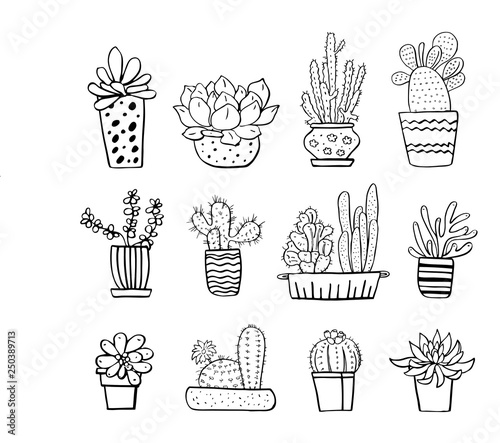 Featured image of post Succulent Illustration Black And White Aloe vera plant on white background