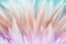 Pastel Chicken Feathers In Soft And Blur Style For Background And Art Design