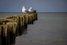Three Sea Gulls Sitting On Pier