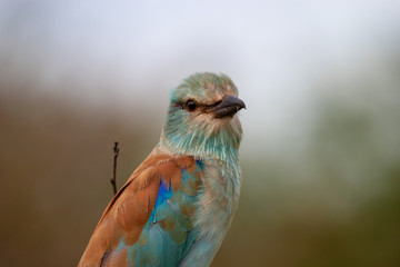 lilac breasted roller kruger national park south africa