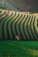 Green line pattern plantation landscape terracing of Argapura Majalengka