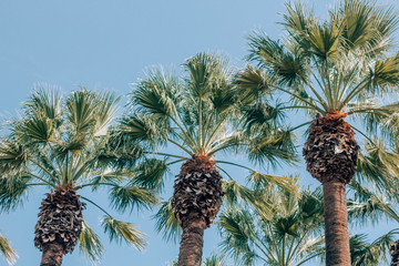 palm tree and blue sky