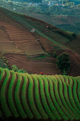 Green line pattern plantation landscape terracing of Argapura Majalengka