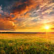 canvas print picture - Sunset landscape with a plain wild grass field and a forest on background.