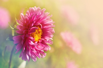 Wall Mural - Bud asters on a blurred background. Macro. Flower in soft light for design in spring and summer. Astra on the background of meadows.