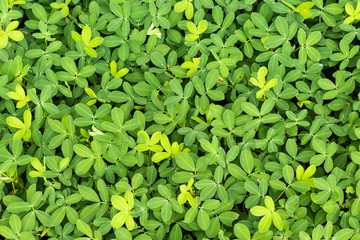 background green plant