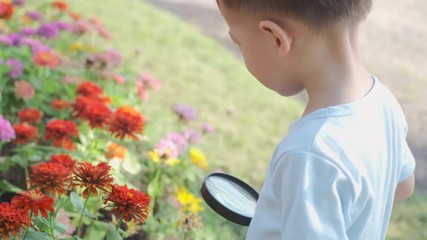 Wall Mural - Cute little Asian 2 - 3 years old toddler baby boy child exploring environment by looking through a magnifying glass in sunny day at beautiful garden, kid first experience & discovery concept