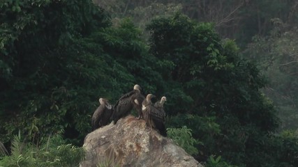 Wall Mural - flock of huge vulture basking on the rock. five of himalayan griffon perching on the rock in high mo