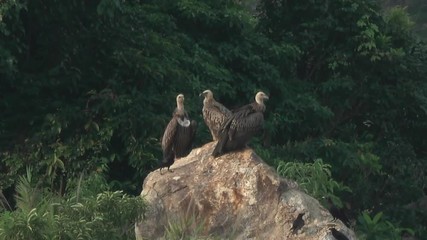 Wall Mural - flock of huge vulture basking on the rock. group himalayan griffon perching side by side on the clif