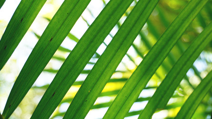 Tropical palm leaves, floral pattern background, real photo