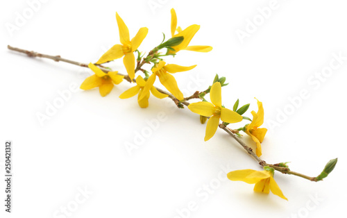 Fotografía Bunch of fresh forsythia