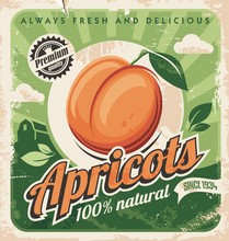 Apricots Vintage Poster Design. Organic And Natural Farm Fruits Retro Sign. Juicy Apricot On Green Background. Vector Image.