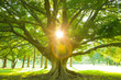 © Ray Park Stock Photo - life tree