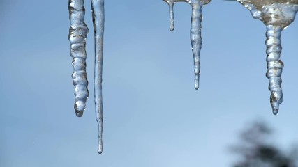 Wall Mural - the snow is melting, water is dripping from the tips of the icicles.