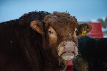 Wall Mural - Big Red Limousin Cow Bull Outside in Winter Close up