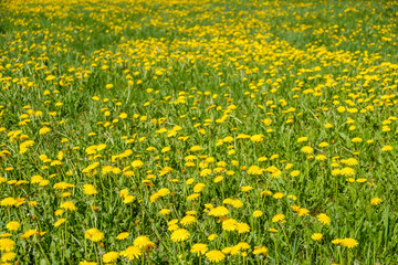 Yellow dandelions. Bright flowers dandelions on background of green spring meadows.