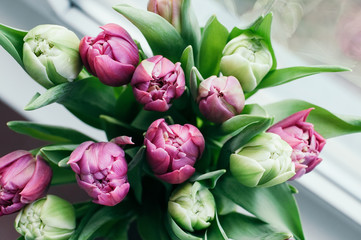  Close up and selective soft focus bouquet of beautiful pink and green tulip flowers in vase on window sill. Top view, blurred abstract background. Spring, holiday, date, event concept
