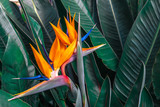 Fototapeta  - Beautiful Bird of Paradise flower (Strelitzia reginae) with green leaves background in tropical garden