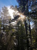 Fototapeta Las - Sun shining throgh trees in a forest