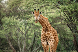 Close up image of a giraffe bending its neck looking at the camera under a tree in a national park in South Africa