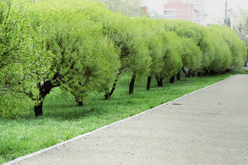 City park. Green tree on alley. Spring day. Young trees planted in row.