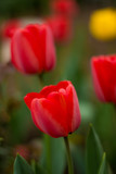 Fototapeta Tulipany - red  tulip close-up 