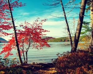 Canvas Print - The edge of Eagle Lake in Acadia National Park Framed by fall or autumn trees in Maine USA