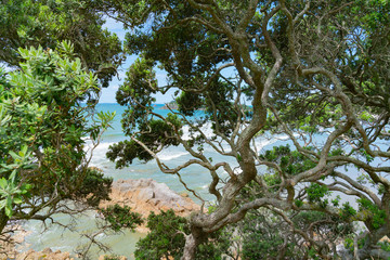 Canvas Print - View through tangled branches and green leaves to turquiose sea and and white water of surf break