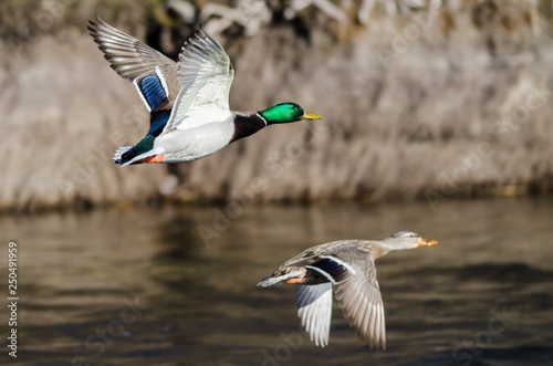 Photographie Pair of Mallard Ducks Flying Over the Flowing River