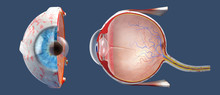 3D Illustration Of A Cross-section Of The Human Eye In A Side View And A Frontal View