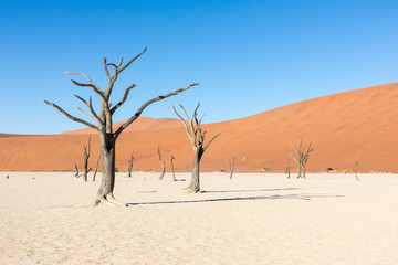 Wall Mural - Silhouette portrait of dead tree in deadvlei, Sossusvlei, Namib Naukluft National Park Namibia