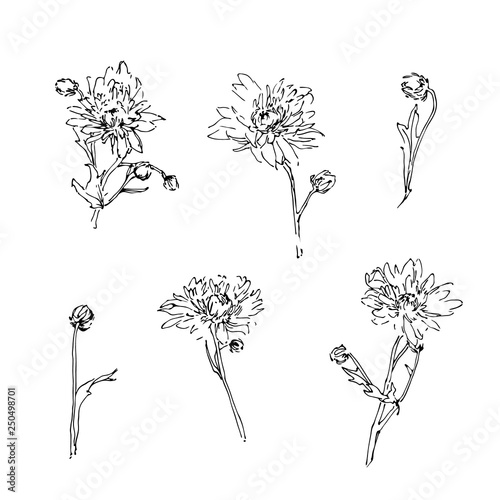 Set Of Hand Drawn Aster Or Chrysanthemum Modern Flowers Outline Plant Silhouette Brush Ink Painting Black Isolated Vector On White Background Buy This Stock Vector And Explore Similar Vectors At Adobe,Chocolate Muffin Recipe Jamie Oliver
