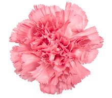 Carnation Flower Pink Isolated White Background