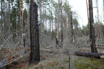 Poster - Burnt pine and fir trees in natural forest in sweden