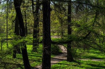 Green spring ornamental garden with flowering forbs. Neutral landscape with green field. Landscape Park. Forest landscape with firs and oaks.