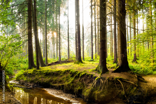 Obraz na plátně  Beautiful forest in spring with bright sunlight shining through the trees
