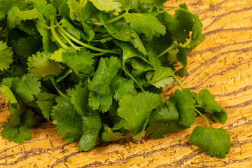 Fresh Coriander leaves