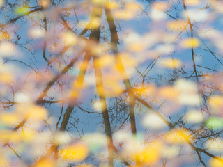 Canvas Print - fallen from a tree leaves