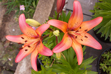 Pink Yellow Lily Duo