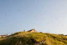 Gaviotas Volando Sobre Prado Verde,  Seagulls Flying Over Green Meadow