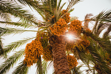Date Palm Tree With Date Fruits On It
