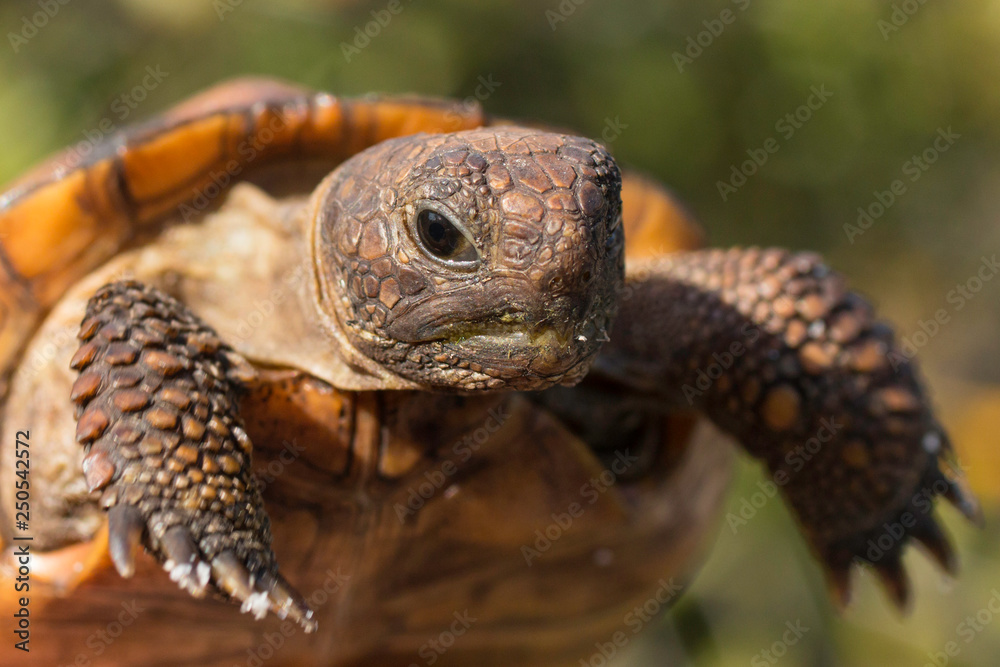 Baby gopher tortoise - Gopherus polyphemus Stock Photo | Adobe Stock
