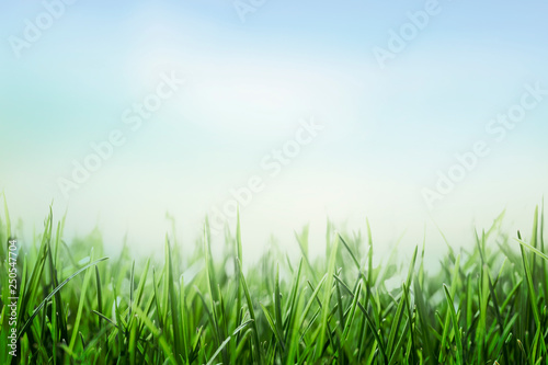 green grass and blue sky background, sunny meadow, lawn and sky