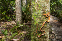 Yellow Rat Snake Climbing A Palm Tree - Pantherophis Alleghaniensis