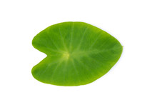 Image Of Green Elephant Ear Leaves On White Background. Nature.