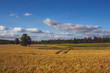 © quietbits - Golden crop field on sunny day
