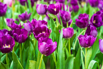 Sticker - purple tulips in the garden